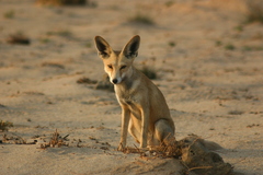 Vulpes vulpes arabica