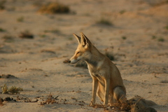Vulpes vulpes arabica