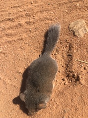 Graphiurus