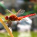 Scarlet Skimmers - Photo (c) Stavros Markopoulos, some rights reserved (CC BY-NC-ND)