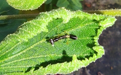 Odontomantis planiceps