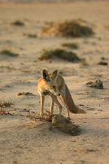 Vulpes vulpes arabica