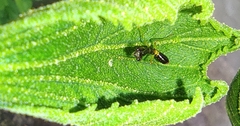 Odontomantis planiceps