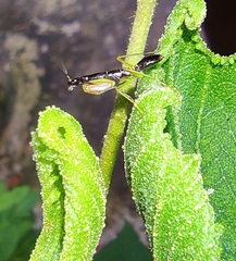Odontomantis planiceps