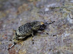 Habrissus fasciatus