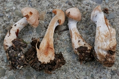 Cortinarius solis-occasus