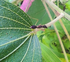 Odontomantis planiceps