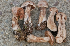 Cortinarius solis-occasus