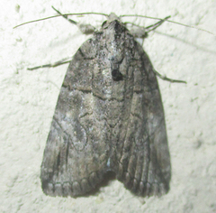 Prionofrontia strigata