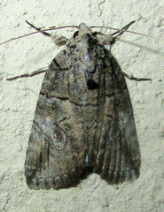 Prionofrontia strigata