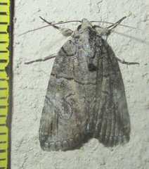 Prionofrontia strigata
