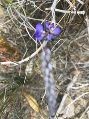 Comesperma volubile
