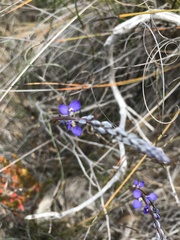 Comesperma volubile