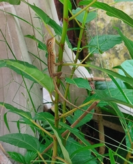 Calotes versicolor