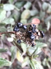 Ceanothus thyrsiflorus griseus