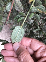 Ceanothus thyrsiflorus griseus