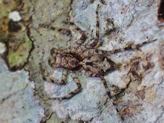 Phaeacius malayensis