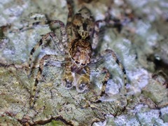 Phaeacius malayensis