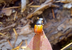 Aphodius pedellus