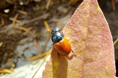 Aphodius pedellus