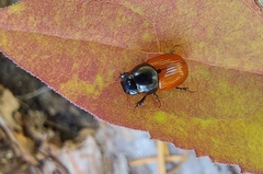 Aphodius pedellus