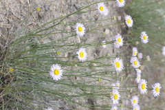 Erigeron filifolius