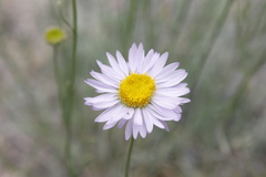 Erigeron filifolius