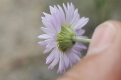 Erigeron filifolius