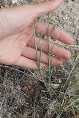 Erigeron filifolius