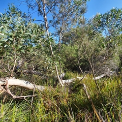 Eucalyptus obstans