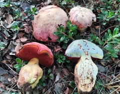Rubroboletus lupinus