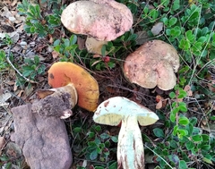Rubroboletus lupinus