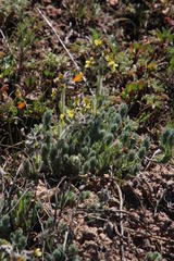 Dolichos decumbens