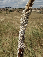 Xeropicta derbentina