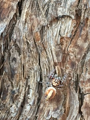 Opisthoncus alborufescens