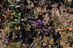 Dolichos decumbens