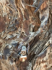 Opisthoncus alborufescens