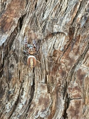 Opisthoncus alborufescens