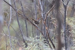 Pomatostomus ruficeps