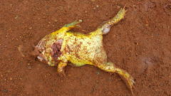 Pyxicephalus adspersus