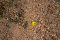 Acmispon decumbens davidsonii