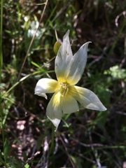 Erythronium multiscapideum