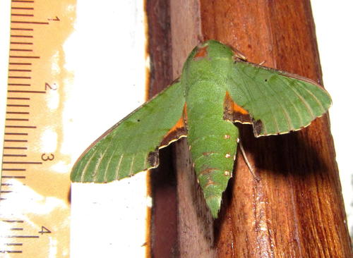 Small Verdant Hawkmoth