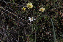 Pauridia serrata albiflora