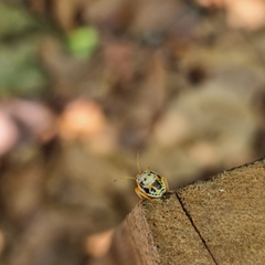 Antestiopsis anchora