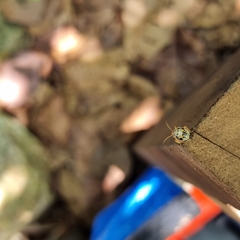 Antestiopsis anchora