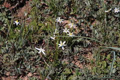 Pauridia serrata albiflora