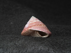 Trochus hanleyanus