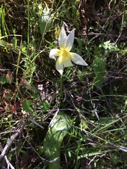 Erythronium multiscapideum