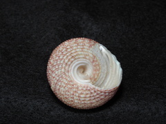 Trochus hanleyanus